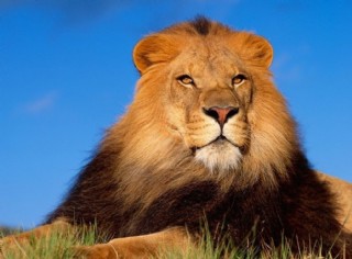 狮王图片