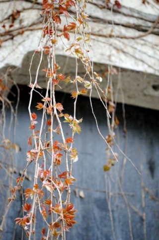 爬山虎藤树藤图片